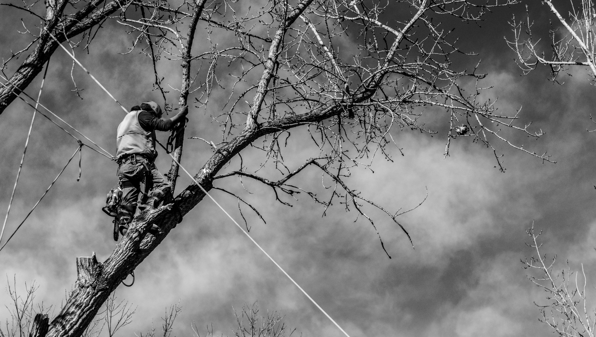 tree-1-1-of-1